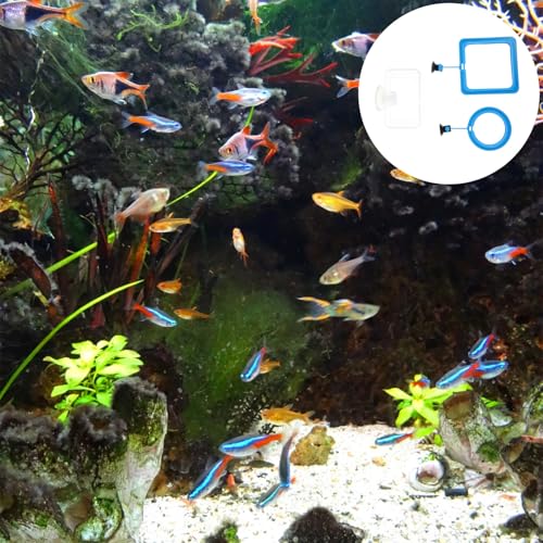 DOITOOL 3pcs Fish Feeder Rings Suction Cup Aquarium Feeding Circles for Tropical Fish Tank Aquarium Feeding Tool