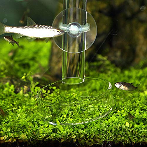 Youngy Arrival Fish Tank Feeder Aquarium Shrimp Glass Feeding Bowl Dish Tray 6 Size - D