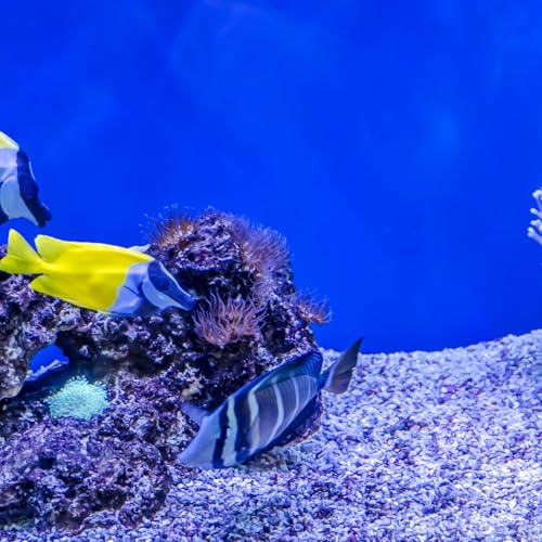 Fish Tank Background Self-Adhesive Aquarium Wallpaper PVC Blue 45cm High 10m Roll Underwater Decoration for Home Aquariums