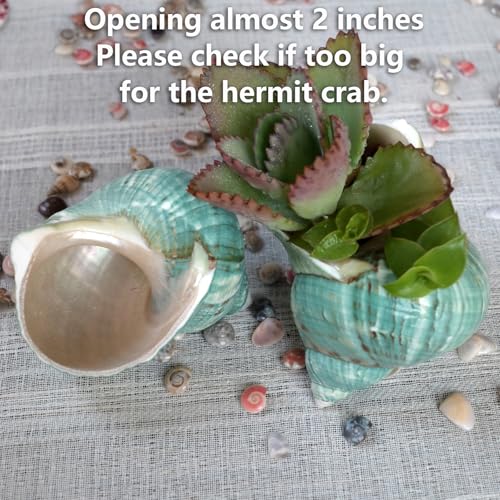 Extra Large Hermit Crab Shells, Turbo Seashell, Teal Green Polished Natural Sea Conch, Opening, Shrimp/Fish Shelter for Aquarium, Reptile Tank Decorations, 2 Pack