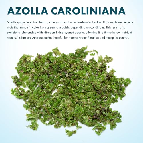 Live Plants - Azolla Caroliniana, Mosquito Fern, Floating Aquarium Plant, Green Floating Plant for Freshwater Aquariums, Ponds - 1 Cup - color: Azolla / Mosquito Fern / Fairy Moss