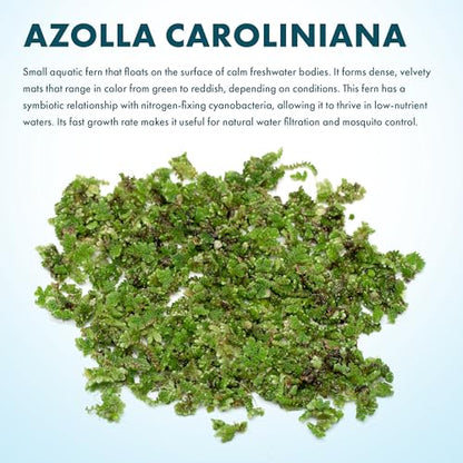Live Plants - Azolla Caroliniana, Mosquito Fern, Floating Aquarium Plant, Green Floating Plant for Freshwater Aquariums, Ponds - 1 Cup - color: Azolla / Mosquito Fern / Fairy Moss