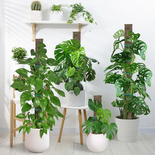 24"+40"+60" Metal Moss Pole - 6 Pack D Shape Sphagnum Moss Pole, Moss Poles for Climbing Plants, Monstera, Climbing Plants Indoor