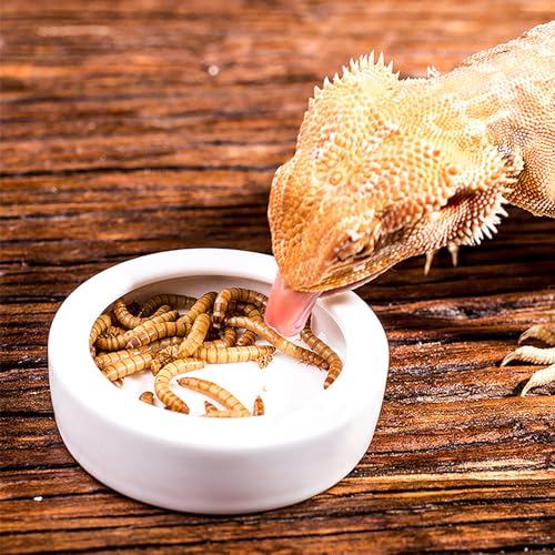OMEM Worm Dish Mini Reptile Food Bowl Ceramics Made Mealworms Bowls Anti-Escape for Lizard Gecko Leopard Bearded Dragon (S)