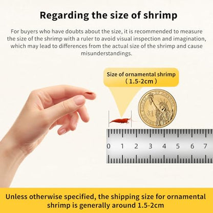 20+ Mixed Neocaridina Shrimp Assortment - Cherry, Fire Red, Blue Velvet & More |Live Freshwater Shrimp for Aquariums[10/20/30 Packs] (20)