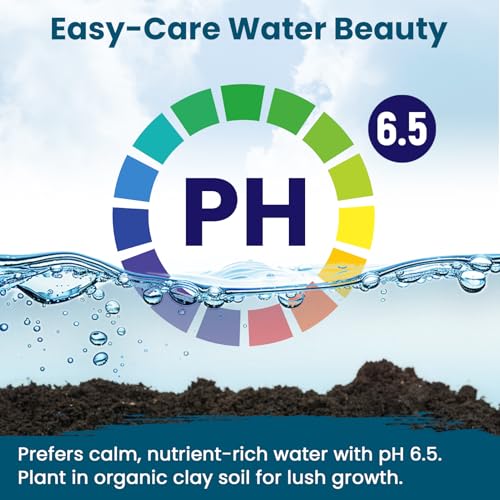 Lotus Seeds for Planting in Water – 30 PCS Mixed Bowl Lotus Seeds, Water Lily & Water Plants for Ponds, Live Pond Plants for Outdoor Ponds, Floating Pond Plants – Indoor Bonsai, Garden, Koi Pond - size: 30pcs Bowl Lotus Seeds for Panting