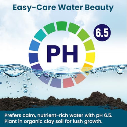 Lotus Seeds for Planting in Water – 60 PCS Mixed Bowl Lotus Seeds, Water Lily & Water Plants for Ponds, Live Pond Plants for Outdoor Ponds, Floating Pond Plants – Indoor Bonsai, Garden, Koi Pond - size: 60pcs Bowl Lotus Seeds for Panting