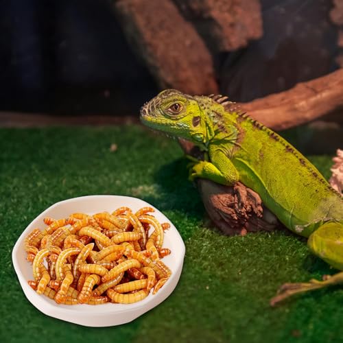 4 Pack Small Reptile Food Dish Bowl, Plastic Worm Water Dish Plate for Lizard Gecko Bearded Dragon Chameleon 4" W x 4" D x 0.5" H, White and Grey