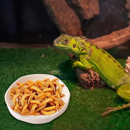 4 Pack Small Reptile Food Dish Bowl, Plastic Worm Water Dish Plate for Lizard Gecko Bearded Dragon Chameleon 4" W x 4" D x 0.5" H, White and Grey