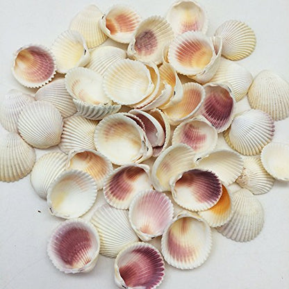 PEPPERLONELY Yellow Cockles Sea Shells with Pink Interior, 8 OZ 1-1/4 Inch ~ 2-1/2Inch