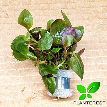 Lobelia Cardinalis Bundle Live Plant Aquarium Tropical Freshwater Decorations BUY2GET1FREE