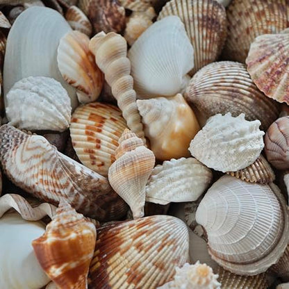Sea Shells Mixed Beach Seashells, Various Sizes Natural Ocean Seashells for Beach Themed Party DIY Crafts Candle Making Fishtank Vase Fillers Home Wedding Decorations (150)
