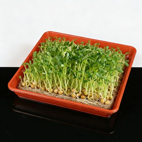 Microgreens Growing Trays Kit –3 Pack (12 x 12) in MicroGreen Grow Trays with 4 Hemp Fiber Grow Mats, 10 x 10 x 1.8 Inch Seed Starter Trays for Growing Microgreens, Indoor Gardening - size: MIX