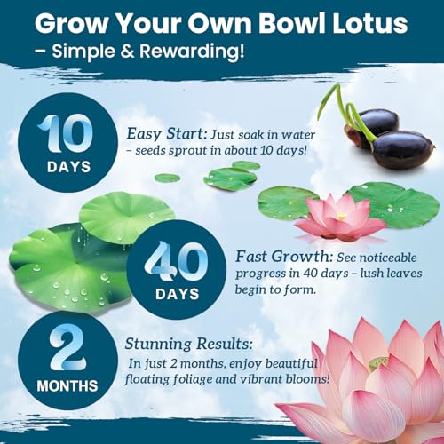 Lotus Seeds for Planting in Water – 60 PCS Mixed Bowl Lotus Seeds, Water Lily & Water Plants for Ponds, Live Pond Plants for Outdoor Ponds, Floating Pond Plants – Indoor Bonsai, Garden, Koi Pond - size: 60pcs Bowl Lotus Seeds for Panting