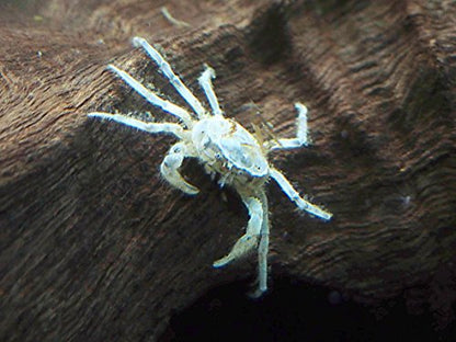 Aquatic Arts 30 Live Freshwater Micro Crabs (Limnopilos naiyanetri) Real Living Nano Tank Pet | Compatible with Dwarf Shrimp and Many Aquarium Fish