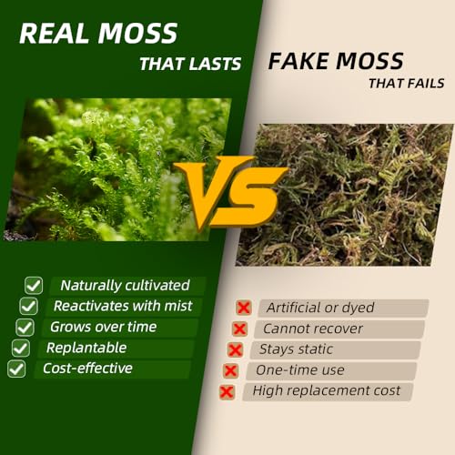 Live Moss – Thuidium Moss (3 Sheets, Each Approx. 3.5"x7") for Terrariums, Bonsai, Plant Decor & Natural Crafts – Naturally Grown, Reusable, Not Artificial