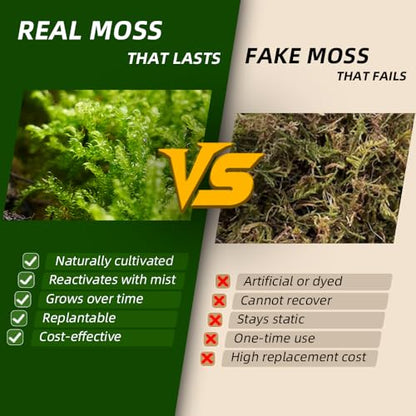 Live Moss – Thuidium Moss (3 Sheets, Each Approx. 3.5"x7") for Terrariums, Bonsai, Plant Decor & Natural Crafts – Naturally Grown, Reusable, Not Artificial