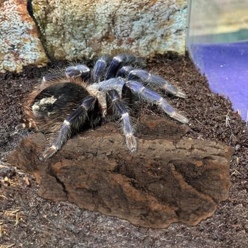 Gatuida 4pcs Natural Cork Bark for Reptiles, Wood Tree Bark Reptile Hides Small Climbing Decor, Terrarium Tank Accessories for Bearded Dragon Geckos Lizard Tortoise Water Tube Landscaping