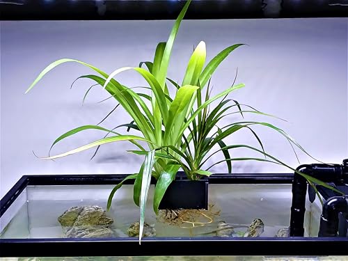 Aquarium Plant Holder for Rimmed and Rimless Tanks, PLA+ Plastic, Fish-Safe, Accessory