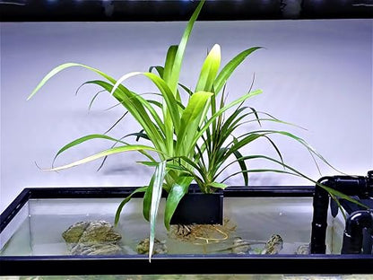 Aquarium Plant Holder for Rimmed and Rimless Tanks, PLA+ Plastic, Fish-Safe, Accessory