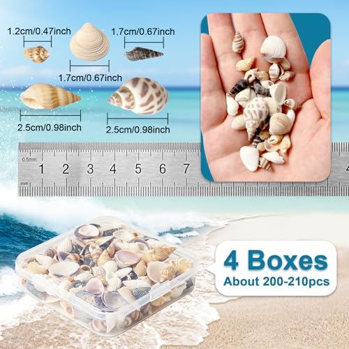 Seashells for Crafts Natural Mixed Seashells, 4 Pack Box,Small Shells for Crafts Mini Shells for Craft, Decoration, Vase Filler(550 pcs)