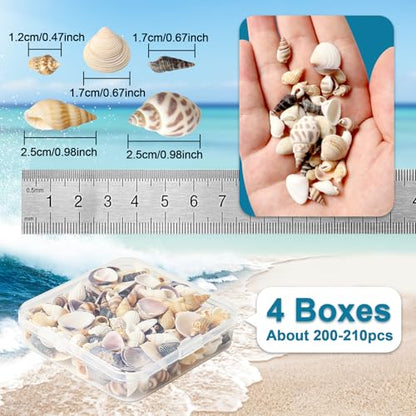 Seashells for Crafts Natural Mixed Seashells, 4 Pack Box,Small Shells for Crafts Mini Shells for Craft, Decoration, Vase Filler(550 pcs)