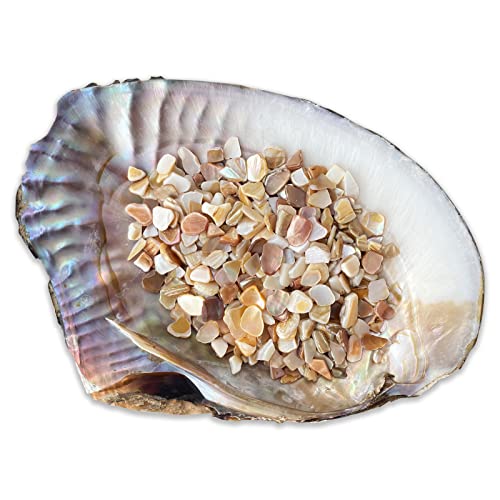 Yew & Tulip Natural Crushed Shells Chips, 32 oz (2 lb) Irregular Mother of Pearl Mosaic Fragments for Crafts, Home Décor, Vase Filler, Wedding, Fish Tank, Wedding, DIY etc. (32 oz (2 lb), Warm)