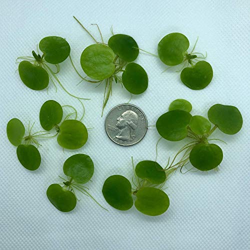 20+ Leaves Amazon Frogbit (+Free Bonus Plant) Live Floating Plant for Aquarium (Limnobium Laevigatum) by Aquarigram - size: Plants Only