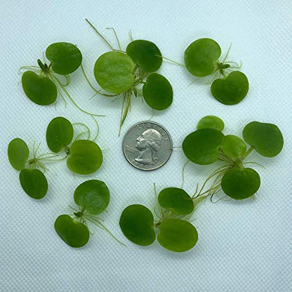 20+ Leaves Amazon Frogbit (+Free Bonus Plant) Live Floating Plant for Aquarium (Limnobium Laevigatum) by Aquarigram - size: Plants Only