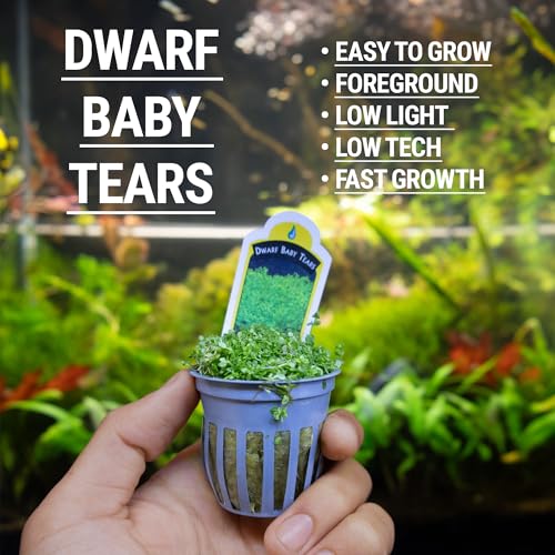 3X Dwarf Baby Tears Hemianthus Callitrichoides Live Aquarium Plants