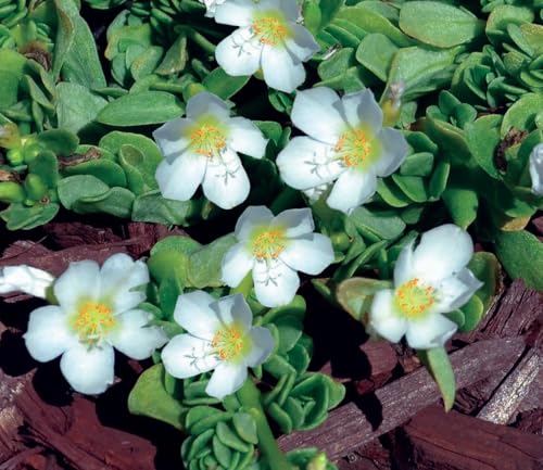 White Purslane Live Plants | Pack of 2 (Two) | 5-9" Tall | Moss Rose Portulaca | Drought Tolerant Trailing Succulent for Hanging Baskets & Rock Gardens | Heat Loving Moon Garden Blooms