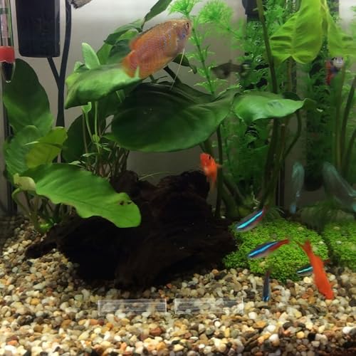 Toyvian Acrylic Shrimp Cave Fish Tank Hideout Shelter 5-Hole Aquarium Breeding Tube Ornament for Shrimp and Small Fish Landscaping