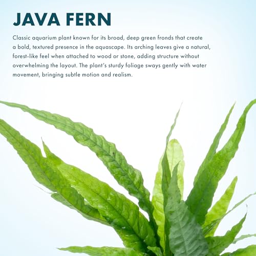 Java Fern Live Aquarium Plants - Potted Freshwater Plant for Fish Tanks - Beginner Friendly, Low Light (Java Fern, 5 Pots) - color: Java Fern, size: Pot - 5 Count