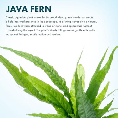 Java Fern Live Aquarium Plants - Potted Freshwater Plant for Fish Tanks - Beginner Friendly, Low Light (Java Fern, 5 Pots) - color: Java Fern, size: Pot - 5 Count