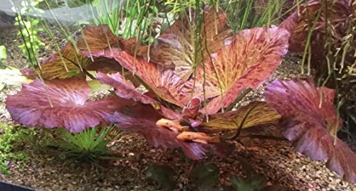 Tiger Lotus Lily Nymphaea Lotus - Live Aquarium Plants - Freshwater Aquatic Plant Buy 2 Get 1