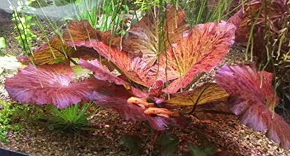 Tiger Lotus Lily Nymphaea Lotus - Live Aquarium Plants - Freshwater Aquatic Plant Buy 2 Get 1