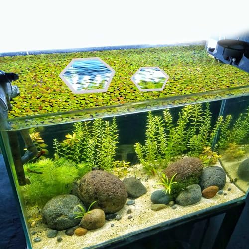 PEUTIER 5pcs Aquarium Floating Plant Corral, Foam Fish Feeding Rings Hexagon Fish Tank Food Ring for Keeping Floating Plants in Place (White)