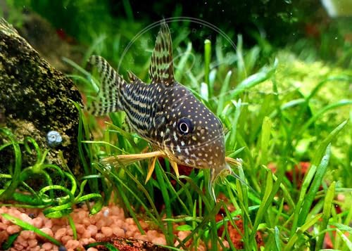 Swimming Creatures 5 PCS Assorted Corydoras Mix, Freshwater Aquarium Catfish Live Arrival Guarantee (3-4 Kinds Mix)