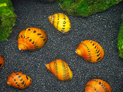 Aquatic Arts 3 Live Tiger Nerite Snails | Aquarium Background Accessories | Safe in Freshwater Tetra/Guppy/Betta Fish Tank