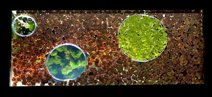 20+ Leaves Amazon Frogbit (+Free Bonus Plant +Invisible Feeding Ring) Live Floating Plant for Aquarium (Limnobium Laevigatum) by Aquarigram - size: Plants + Invisible Feeding Ring (see video)