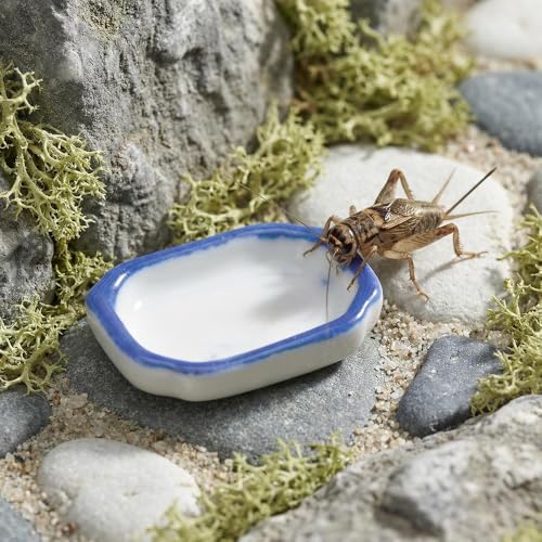 9 Pack Spider Mini Feeding Bowl Tarantula Micro Ceramic Water Dish for Spider Cricket Snail Manti Bugs Insect Tarantula Enclosure Accessories
