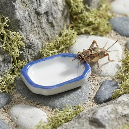 9 Pack Spider Mini Feeding Bowl Tarantula Micro Ceramic Water Dish for Spider Cricket Snail Manti Bugs Insect Tarantula Enclosure Accessories