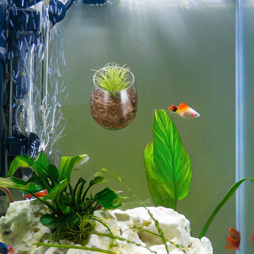Toddmomy Aquarium Planter Cups 2 Pack with 4 Suction Cups Clear Aquatic Plant Holders for Fish Tank Decoration and Betta Resting Spot Wall Mount Aquarium Supplies for Fresh and Saltwater