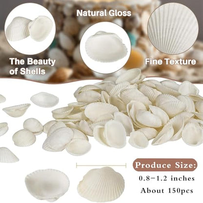 130-140Pcs Bulk Natural Small Seashell - 0.8-1.2 inches White Seashell Small Sea Shells Clams for Home Decor, DIY Crafts, Jewelry/Bracelet Making, Beach Theme Party, Fish Tank Vase Filler - size: 0.8-1.2inches