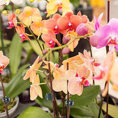 KINGLAKE Orchid & Plant Support Clips - 100 Pcs Dark Green Garden Cymbidium Clips to Keep Stems & Vines Upright