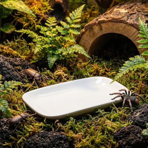 2 Pcs Small Reptile Feeding Dish Ceramic Eating Basin Feeding Bowl for Hermit Crab Snail Cricket Insect Invertebrate Isopod