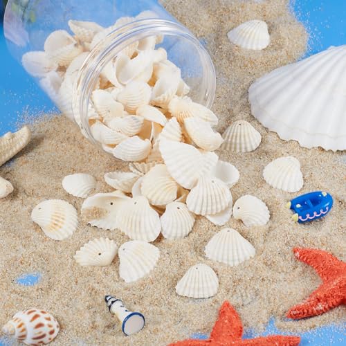 Craftdady Natural Clam Shell Pendants 21.5-24.5x8.5-11.5 Beach Ocean Seashell Beads Charms for Vase Filler Fish Tank Jewelry Making Hole:1.5-1.6mm, About 117pcs/Box - color: Natural Color, 21.5-24.5mm