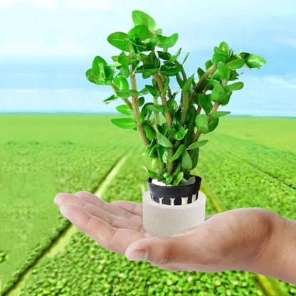 Aquatic Plants Fixed rings Set Aquarium Plant Weights Pot Aquarium Accessories (30)