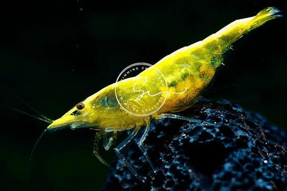 Swimming Creatures™ Premium Neocaridina Shrimp – A Perfect Combo to Brighten Your Aquarium! (10 Premium Mix + Java Moss (1sq inch Portion))
