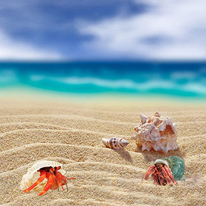 Hermit Crab Shell - Openning Size 0.6"-2" Medium to Large Growth Turbo Seashells Natural Sea Shells for Hermit Crab Supplies, Aquarium Décor, Nautical Decoration (12 Pcs)